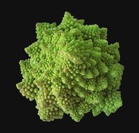 delicious romanesco broccoli