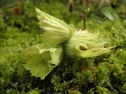 unripe hazelnut