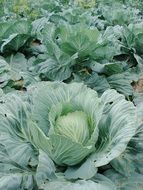 green organic cabbage on the garden bed