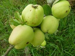 apple green fruit