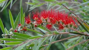 colombia flower