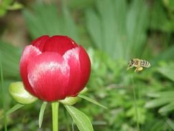 bee flower near red peony