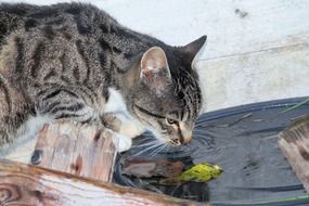 domestic cat drinking water