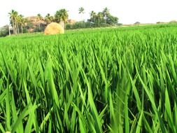 rice field in india