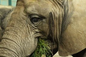 Elephant eats a grass in a zoo