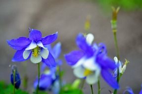 blue and white flower plants natural blossom