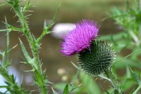 thistle pink plant