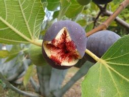 fig fruit real coward tree