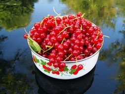 Mature currant berries