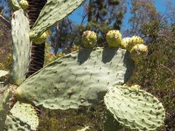 prickly pear cactus with fruits