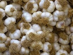garlic white
