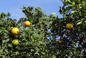 orange trees under the bright sun