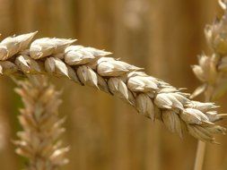 ripe wheat ear close up