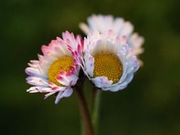 three white and pink daisies close up