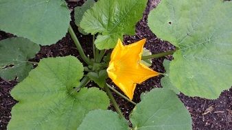 zucchini plant with flower