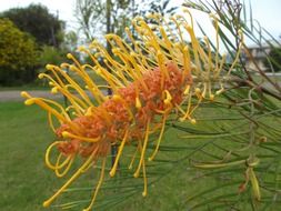 grevillea as sweet nectar