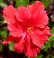 Closeup picture of red hibiscus is a flower plant