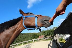 the man feeds the horse a carrot