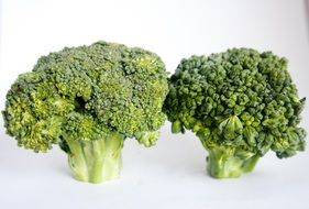 broccoli inflorescence