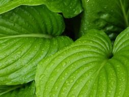 green botanical leaf with rain drops