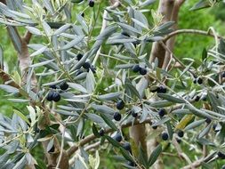black olive tree plant
