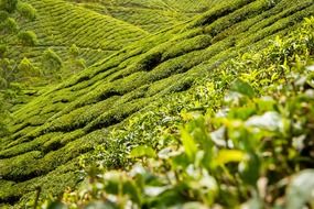 tea cultivation