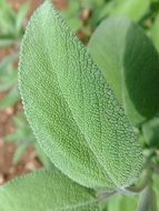 sage green leaf