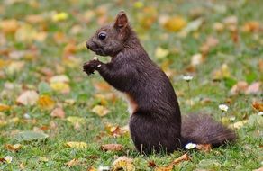 sweet brown squirrel