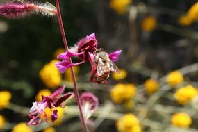 little fluffy bee on a purple flower in summer