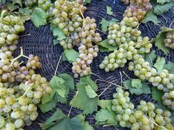 grapes basket