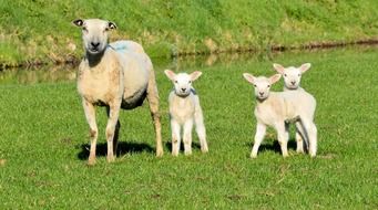 sheep with three lambs on a green meadow