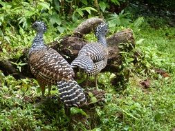 Turkeys in Costa Rica