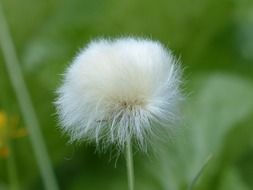 infructescence flower