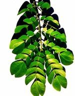 branch with green leaves on a white