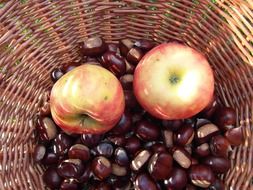 two apples and chestnuts in the basket