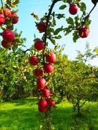 branch of apple tree with red fruits