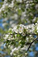 apple tree early spring blossom