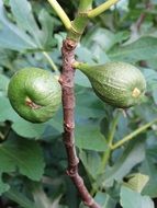 two green figs on a tree close up