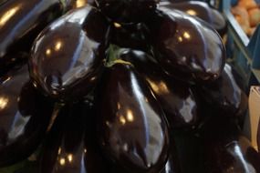 bright eggplant vegetables