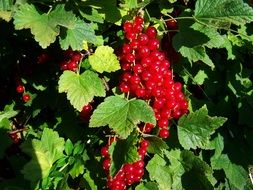 red currant on a branch