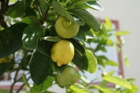 sour lemon tree with fruits