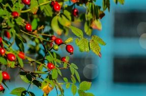 fresh Rose Hip berry