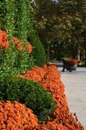 autumn orange and green garden flowers