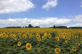 panoramic view of a field of sunflowers on a sunny day