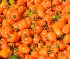orange juicy pepper