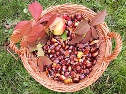 sweet chestnuts in the basket