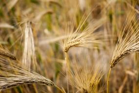 closeup photo of harvest of wheat