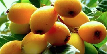 tasty loquats fruit