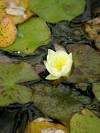 white half open water lily among leaves on water