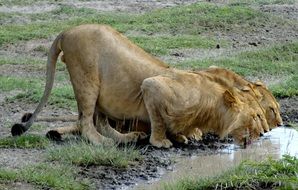 lions drinking water in Tanzania